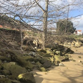 Cs Suances defiende la necesidad de salvar los árboles que bordean el paseo de La Riberuca y estabilizar el talud de tierra