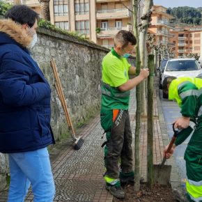 El Ayuntamiento de Castro-Urdiales da comienzo a las labores de plantación de marras del arbolado