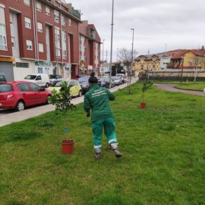 El Ayuntamiento de Astillero continúa plantando árboles frutales en diferentes espacios del municipio