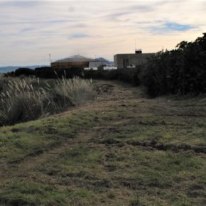 El Ayuntamiento de Castro-Urdiales elimina los plumeros en los terrenos adyacentes a la Estación de Aguas Residuales